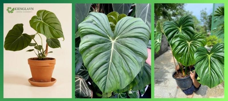 Cắt bỏ lá vàng và kiểm tra nguyên nhân (nước, ánh sáng, tưới tiêu) là bước quan trọng khi chăm sóc cây phát lộc gặp vấn đề.